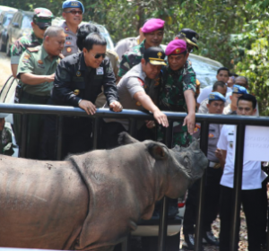 Gubernur Lampung Komitmen Lindungi Badak Sumatera