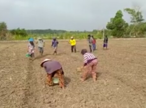 Air Asin Dan Hujan Belum Rata, Petani Di Tulang Bawang Ada Yang Belum Tanam