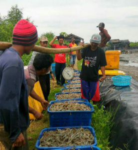 Kena Penyakit Pink, Petani Udang Di Tulang Bawang Merugi