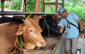 Peternak Kurang Dapat Perhatian Dari Pemkab Lampura?