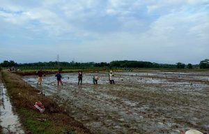 Pupuk Subsidi Menghilang Di Lampura, Petani Menangis!