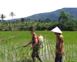 Dukung Ketahanan Pangan Lampung Barat, Babinsa Dampingi Petani Padi