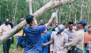 Bunuh Diri, Selamat Ditemukan Tergantung Di Pohon Karet