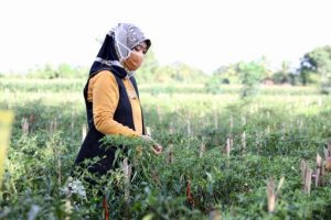 Pemprov Lampung Soroti Serius Anjloknya Harga Cabai Akibat Pandemi Covid-19