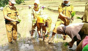 KTKN-BPP Kampung Minanga Siamang Tanam Padi