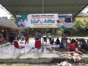 Polres Tanggamus Bagikan 350 Paket Daging Qurban