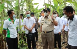 Gubernur Lampung Tinjau Kebun Lada di Marga Tiga