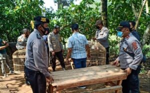 Polsek Pugung Grebek Diduga Lokasi Sabung Ayam