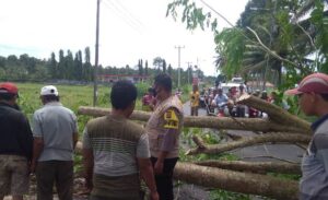 Pohon Tumbang di Jalinbar Wonosobo  Sempat Halangi Lalulintas Kendaraan