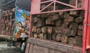 Polres Tanggamus Tangkap 2 Truck Berikut 4 Pengangkut Kayu Sonokeling