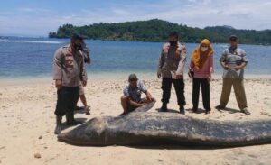 Paus Lima Meter Mati Terdampar di Pantai Tengor Cukuh Balak
