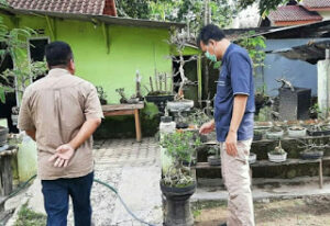 Syarif Dorong Masyarakat Kembangkan Tanaman Bonsai