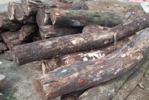 Jual Kayu Sonokeling Modus Penipuan, Darus Ditangkap Tekab 308 Polres Tanggamus