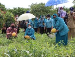 Riana Sari Dampingi TP PKK Pusat Tinjau Agropark Sabah Balau