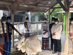 Pemprov Lampung Qurban 36 Sapi dan 10 Kambing