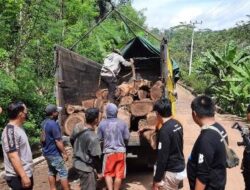 Polres Tanggamus Amankan Dua Truck Berisi 136 Batang Sonokeling Diduga Hasil Pembalakan Liar