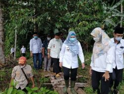 Bupati Tanggamus Tinjau Lokasi Banjir di Cukuh Balak, 261 Rumah Terdampak