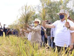 Panen Padi Gogo, Airlangga Minta Tingkatkan Produktivitas Pertanian di Lampung