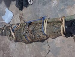 Masyarakat Cukup Balak Dihebohkan dengan Buaya Sepanjang 2,7 Meter