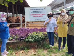 Lebaran,Stok Sapi Potong di Lampung Aman