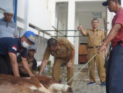 Idul Adha, Dinsos Lampung Kurban 3 Sapi dan 2 Kambing