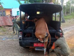 Satpol PP Kepulauan Selayar Tertibkan Sapi di Jalan Poros Barugaia