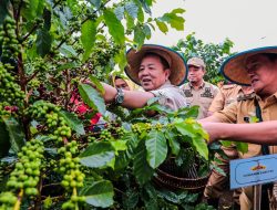 Gubernur Lampung Arinal Djunaidi Panen Kopi Arabika di Sekincau Lampung Barat