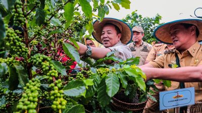 Gubernur Lampung Arinal Djunaidi Panen Kopi Arabika di Sekincau Lampung Barat