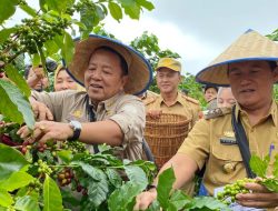 Pj Bupati Lampung Barat Nukman Temani Gubernur Arinal Panen Kopi