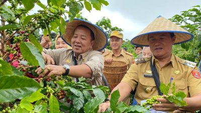 Pj Bupati Lampung Barat Nukman Temani Gubernur Arinal Panen Kopi