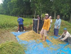 Sejumlah Petani Padi di Tulang Bawang Barat Mulai Penen Namun Harga Gabah Merosot