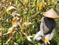 Petani Way Kanan Nangis Harga Jagung Turun Drastis