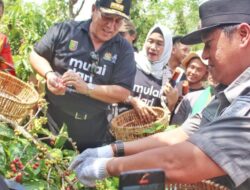 Dampingi Gubernur Panen Kopi, Bupati Lampung Barat Minta Petani Jaga Kualitas