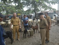 Jelang Idul Adha, Sekdakab Lampung Tengah Tinjau Pasar Kambing Adi Jaya