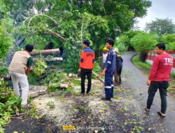 Sempat Tutupi Jalan, BPBD Selayar  Singkirkan Pohon Tumbang