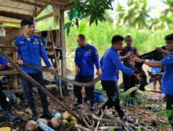 Ular Berukuran Panjang 4 Meter Kembali Diamankan Poako Damkar dan Penyelamatan Kecamatan Bontomate’ne