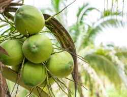 KOLTIVA Gabung Sustainable Coconut Partnership (SCP), Pimpin Langkah Inovatif untuk Industri Kelapa Berkelanjutan