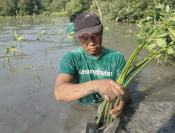 Upaya Pelestarian Lingkungan, LindungiHutan Tanam 183 Ribu Mangrove di Semarang