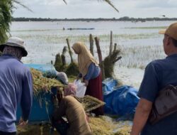Mahasiswa Kkn Unila Tinjau Dampak Banjir Di Lahan Pertanian Desa Subang Jaya