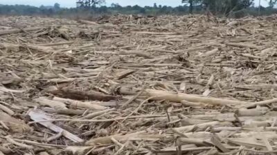 BNPB: Enam Jembatan Bailey di Aceh Rampung, Pembangunan 12 Titik Lain Dipercepat