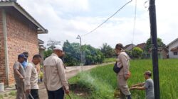 Koordinator Penyuluh Bersama Kelompok Tani Tirtomulyo Gotong – Royong Gropyokan Basmi Hama Tikus