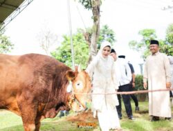 Nanda Indira Bastian, Serahkan Sapi Kurban Untuk Masyarakat Pesawaran