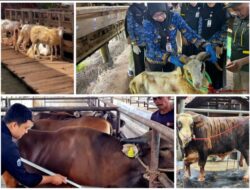 Antusiasme Berkurban Meningkat, Pemotongan Sapi di Lampung Tembus 24.986 Ekor