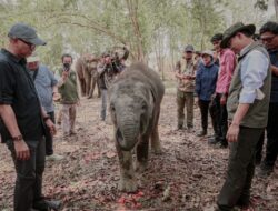 Pemprov Lampung Dorong Keseimbangan Konservasi Gajah dan Aktivitas Masyarakat